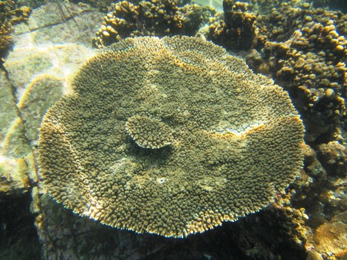 Tabletop Acropora Coral