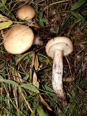 Gomphidius maculatus