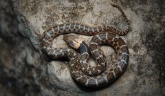 Hypsiglena jani dunklei