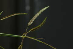 Cyperus sphacelatus