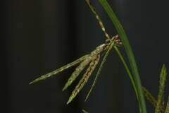Cyperus sphacelatus