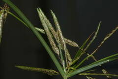 Cyperus sphacelatus