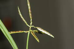 Cyperus sphacelatus