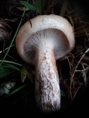 Gomphidius maculatus