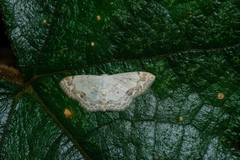 Scopula propinquaria