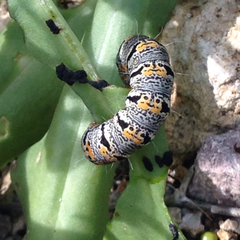 Euscirrhopterus gloveri