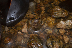 Cycloramphus boraceiensis