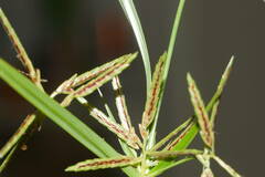 Cyperus sphacelatus