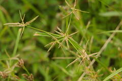 Cyperus sphacelatus