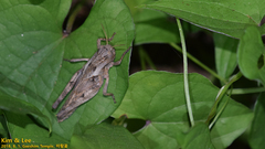 Gastrimargus marmoratus