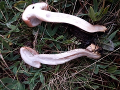 Gomphidius maculatus