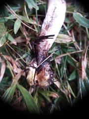 Gomphidius maculatus