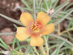 Talinum aurantiacum
