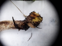 Gomphidius maculatus