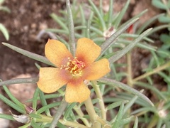 Talinum aurantiacum