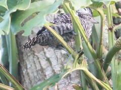 Thamnophilus doliatus image