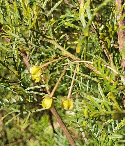 Image of Dodonaea sinuolata by (c) ronavery, some rights reserved (CC BY)