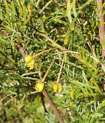 Dodonaea sinuolata
