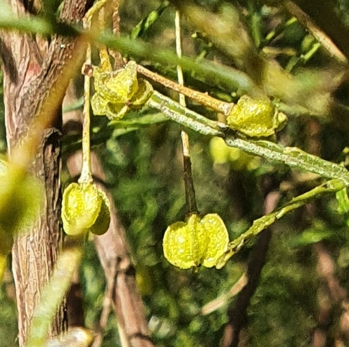 Image of Dodonaea sinuolata by (c) ronavery, some rights reserved (CC BY)