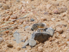 Lordotus striatus