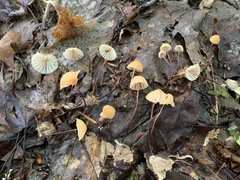 Marasmius pulcherripes