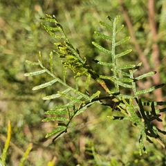 Dodonaea sinuolata