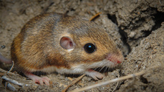 Merriam's Pocket Mouse photo 3