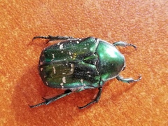 Protaetia marginicollis