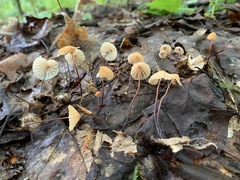 Marasmius pulcherripes