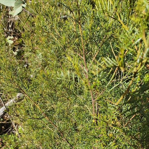 Image of Dodonaea sinuolata by (c) ronavery, some rights reserved (CC BY)