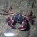 Pacific Mottled Shore Crab - Photo (c) Luke Foster, some rights reserved (CC BY-NC), uploaded by Luke Foster