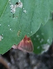 Pyrausta tyralis