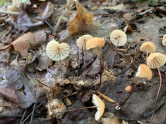 Marasmius pulcherripes