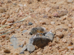 Lordotus striatus