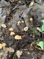 Marasmius pulcherripes