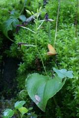 Liparis cordiformis