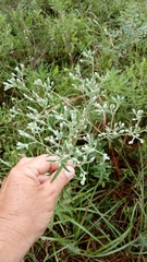 Eupatorium leucolepis