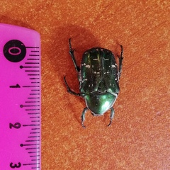 Protaetia marginicollis