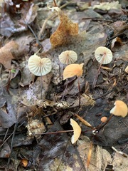 Marasmius pulcherripes