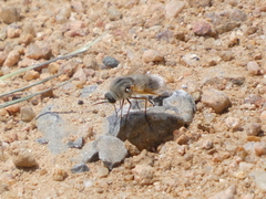 Lordotus striatus