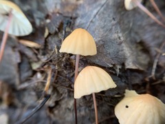 Marasmius pulcherripes