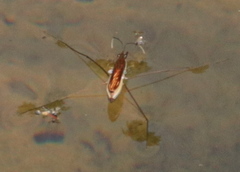 Limnoporus dissortis