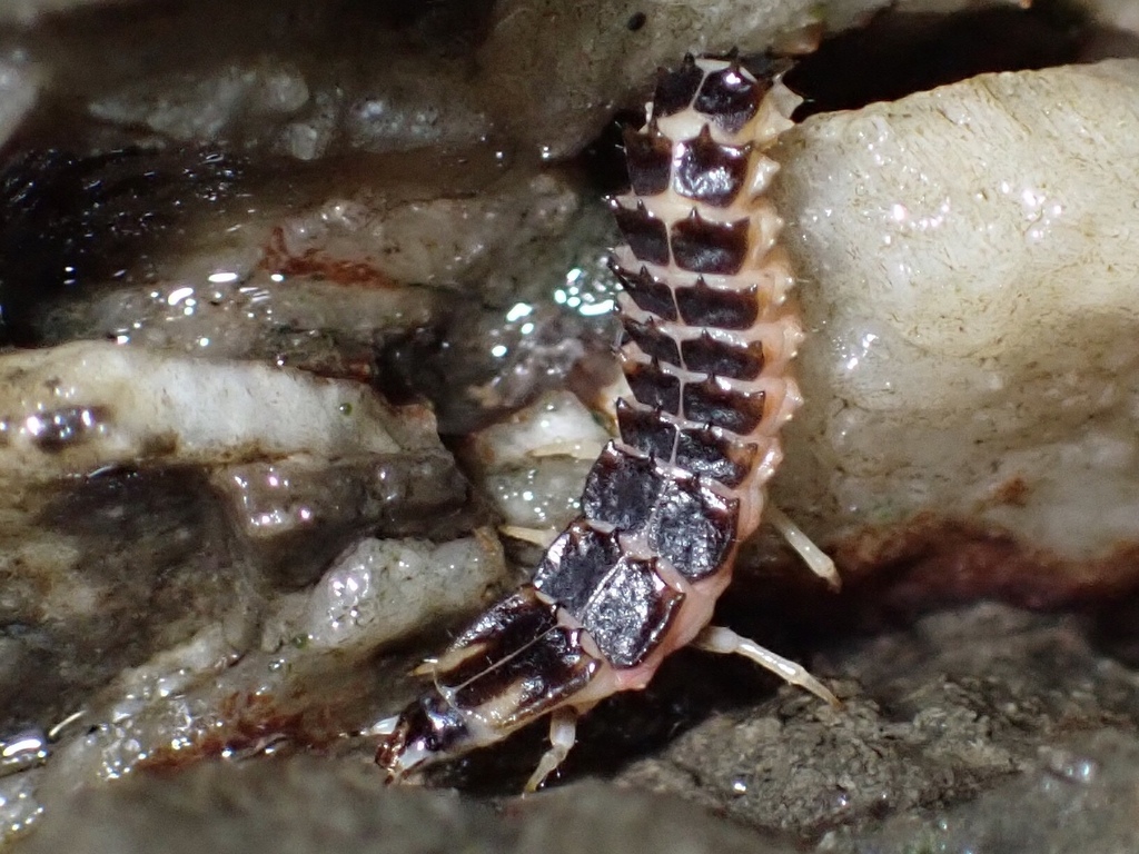 Micronaspis