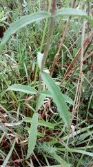 Eupatorium leucolepis