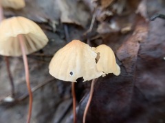 Marasmius pulcherripes