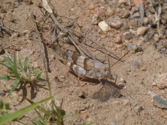 Trimerotropis californica