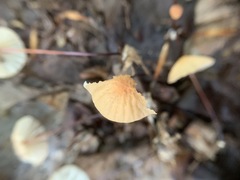 Marasmius pulcherripes