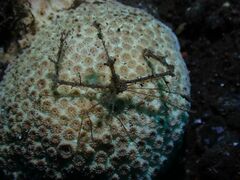 Lambrachaeus ramifer