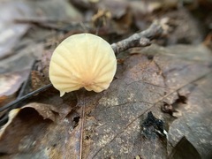 Marasmius pulcherripes