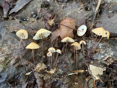 Marasmius pulcherripes